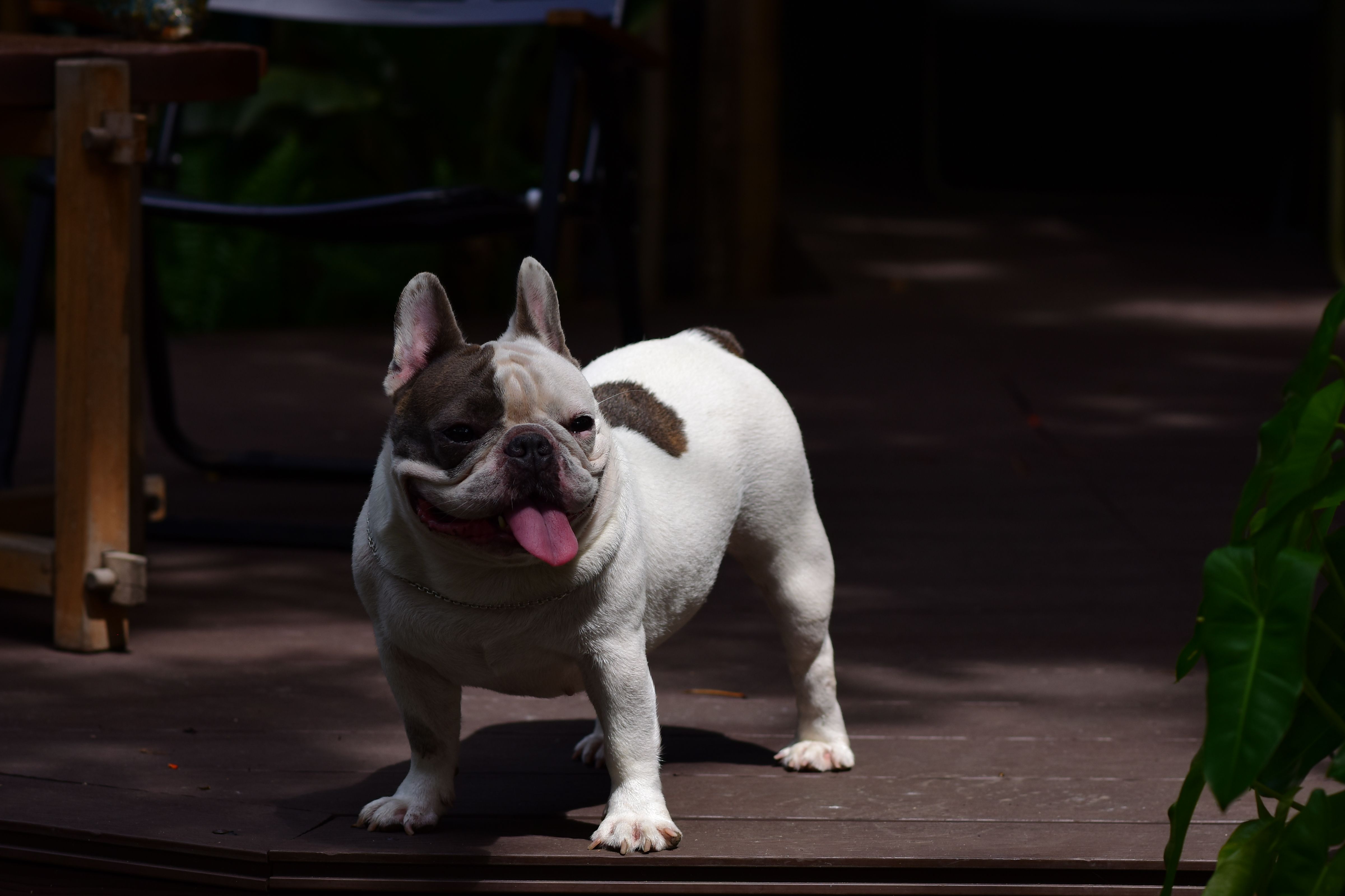Real-World Success: The Frenchie Transformation