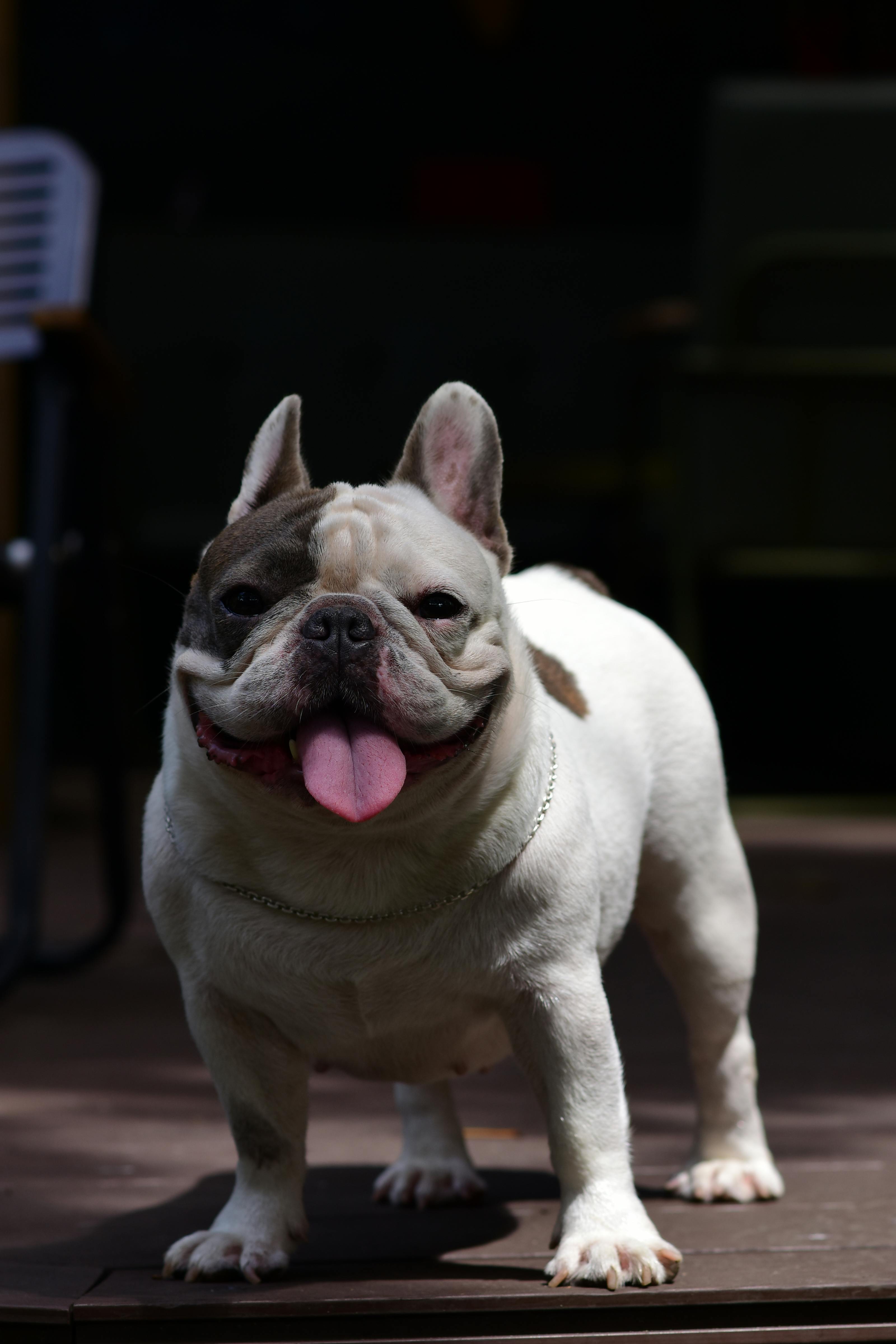 The Gut-Skin Connection: Why Your Frenchie Itches (And How to Fix It From the Inside)