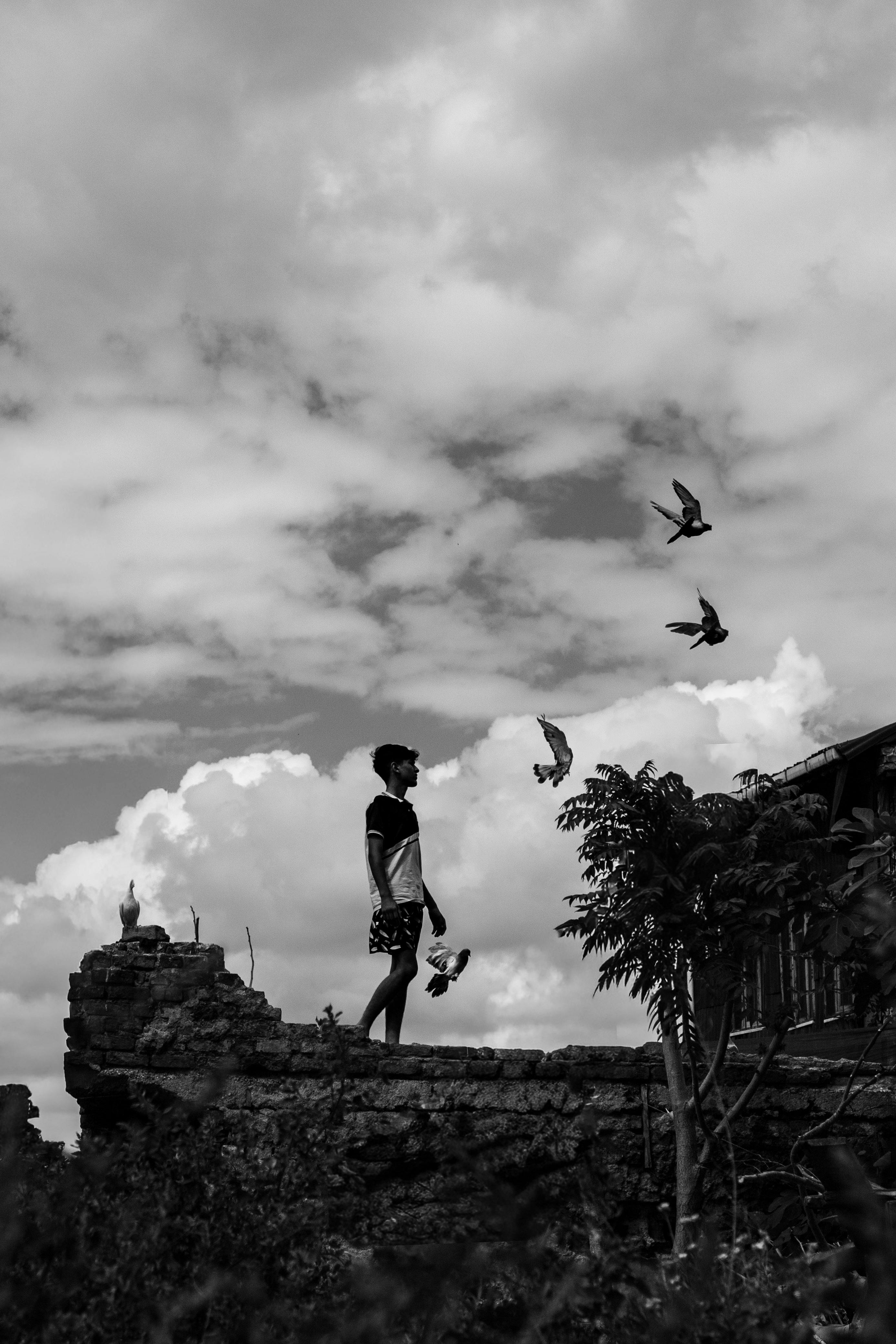 一张戏剧性的黑白照片捕捉了伊斯坦布尔，图尔基耶的飞鸟中的一个人