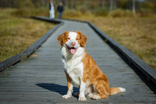 Free A happy dog sits on a wooden pathway in scenic Jönköping, Sweden, captured during the day. Stock Photo