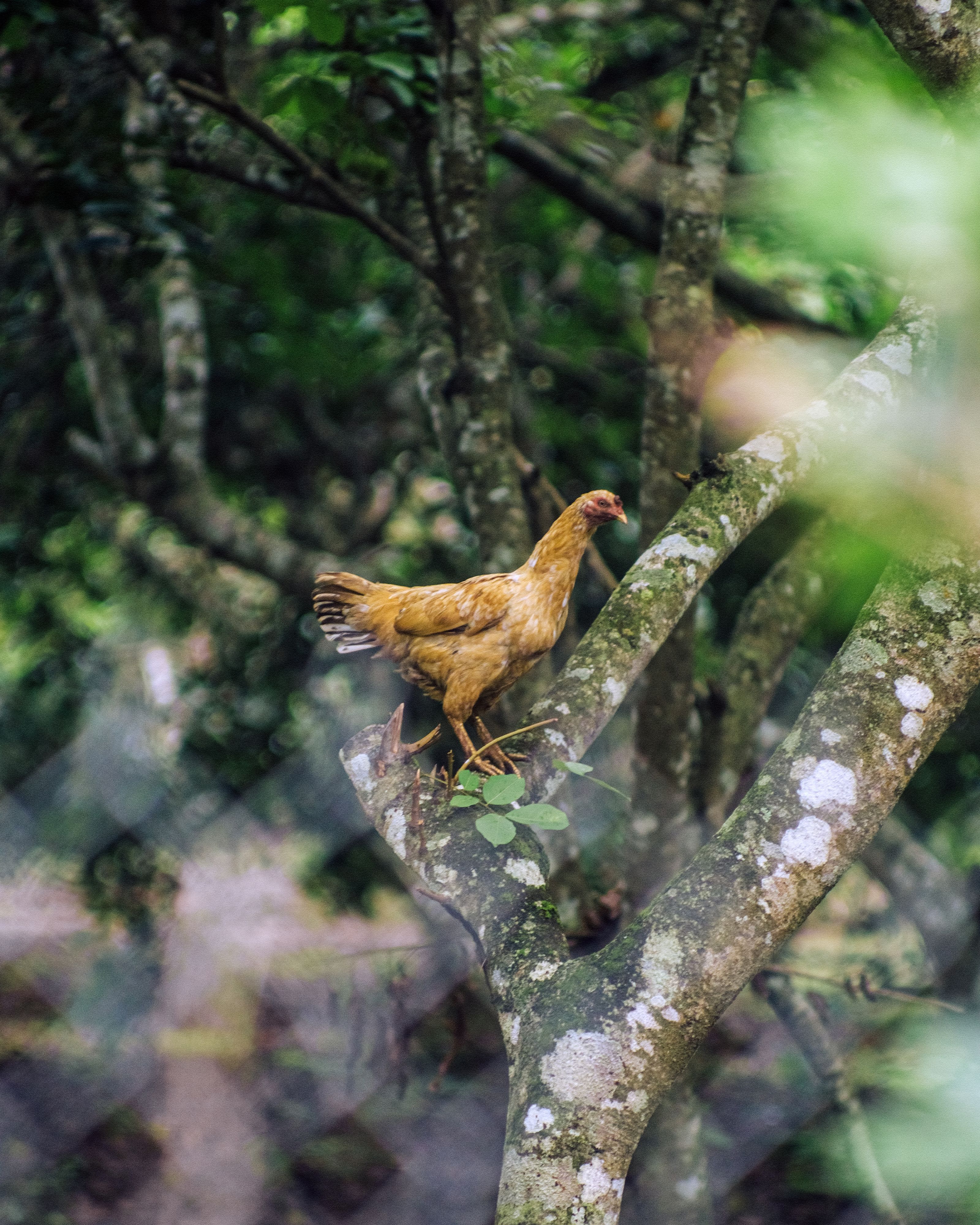 Chicken Perched on a Tree Branch in Forest · Free Stock Photo