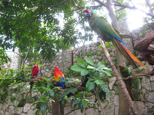 Foto profissional grátis de arara, papagaio