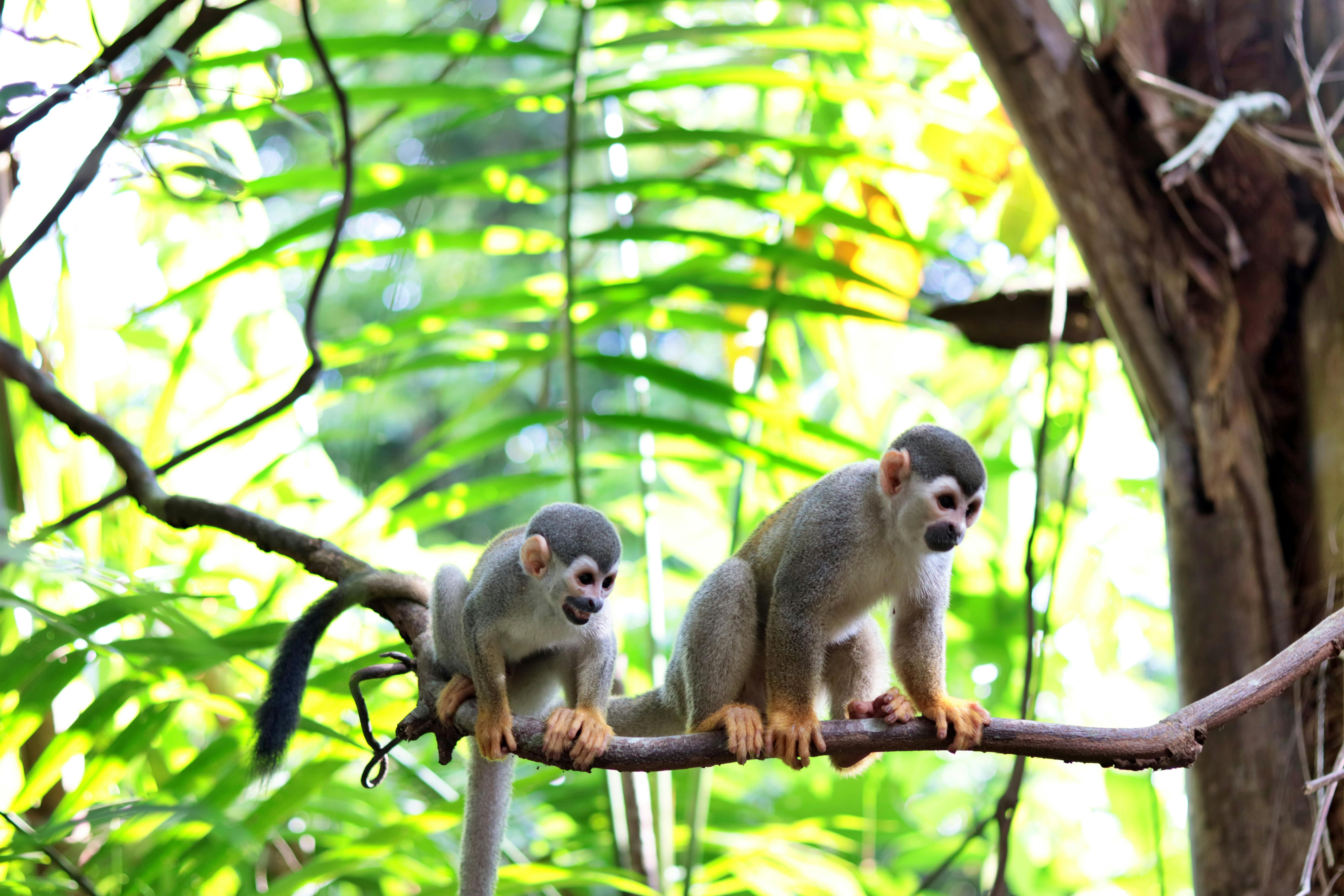 Canine Telepathy Techniques: Daily Practice Tips to Strengthen Your Bond