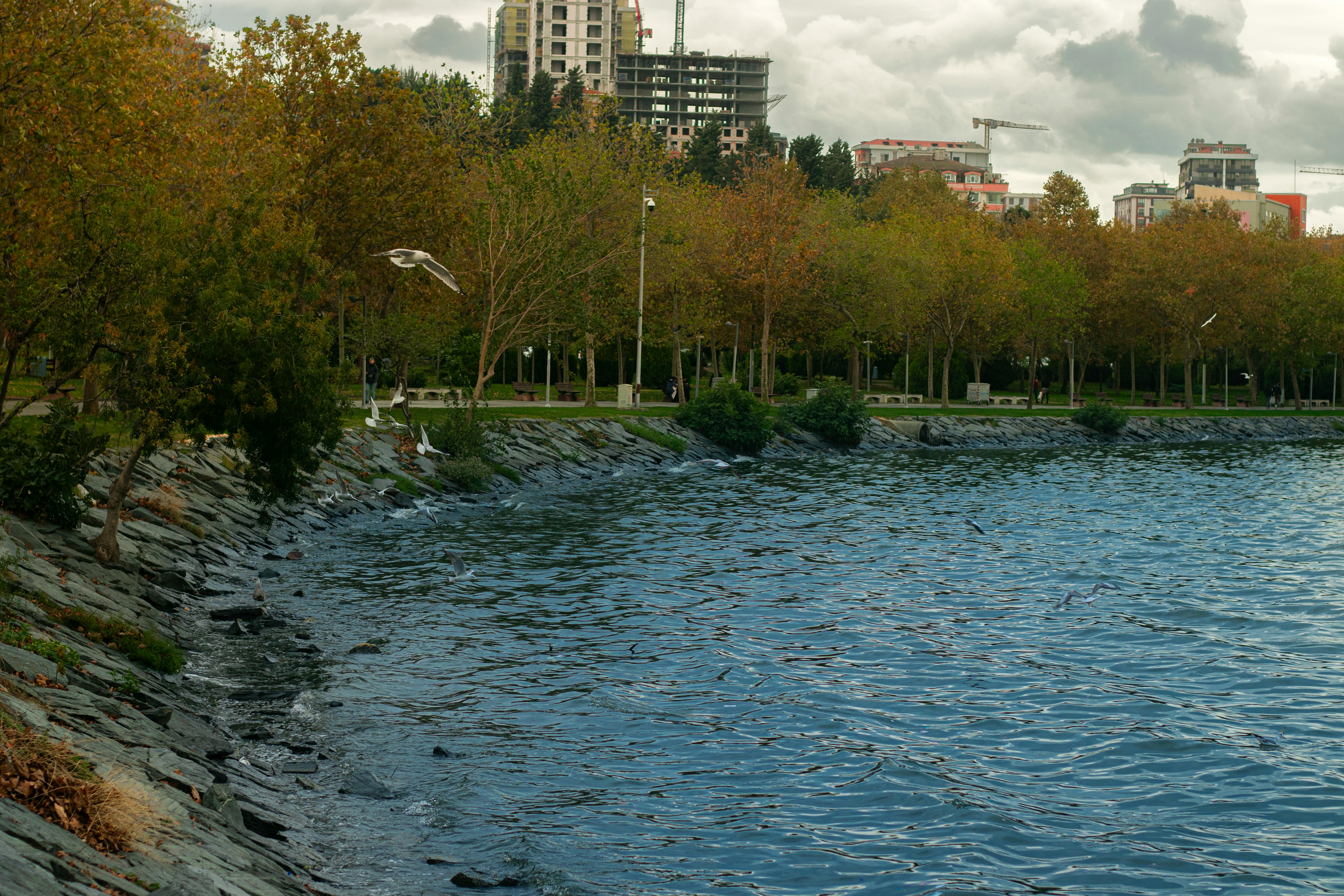 Peaceful urban waterfront park scene with autumn foliage and seagulls, perfect for travel and nature themes.