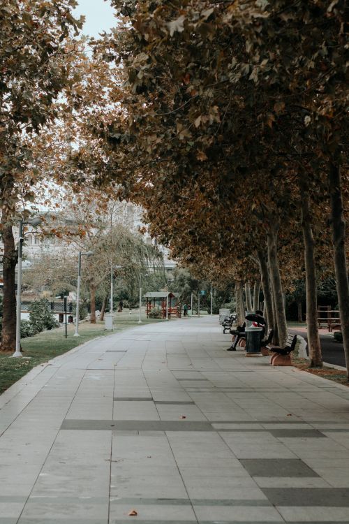 Autumn Pathway in a Peaceful Urban Park · Free Stock Photo