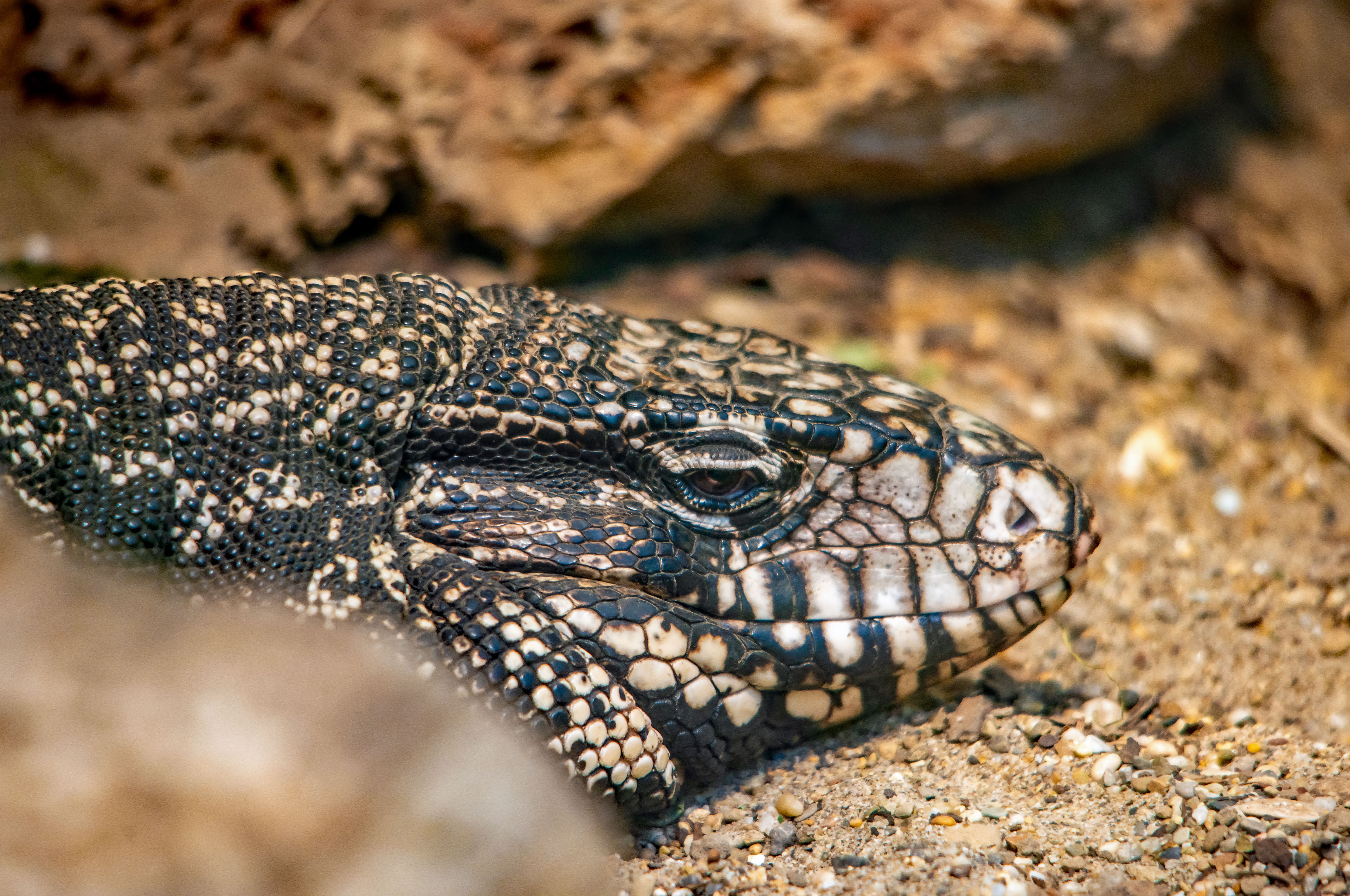 Fotomural Un primer plano detallado de un lagarto monitor descansando pacíficamente sobre la arena, mostrando sus escamas únicas.