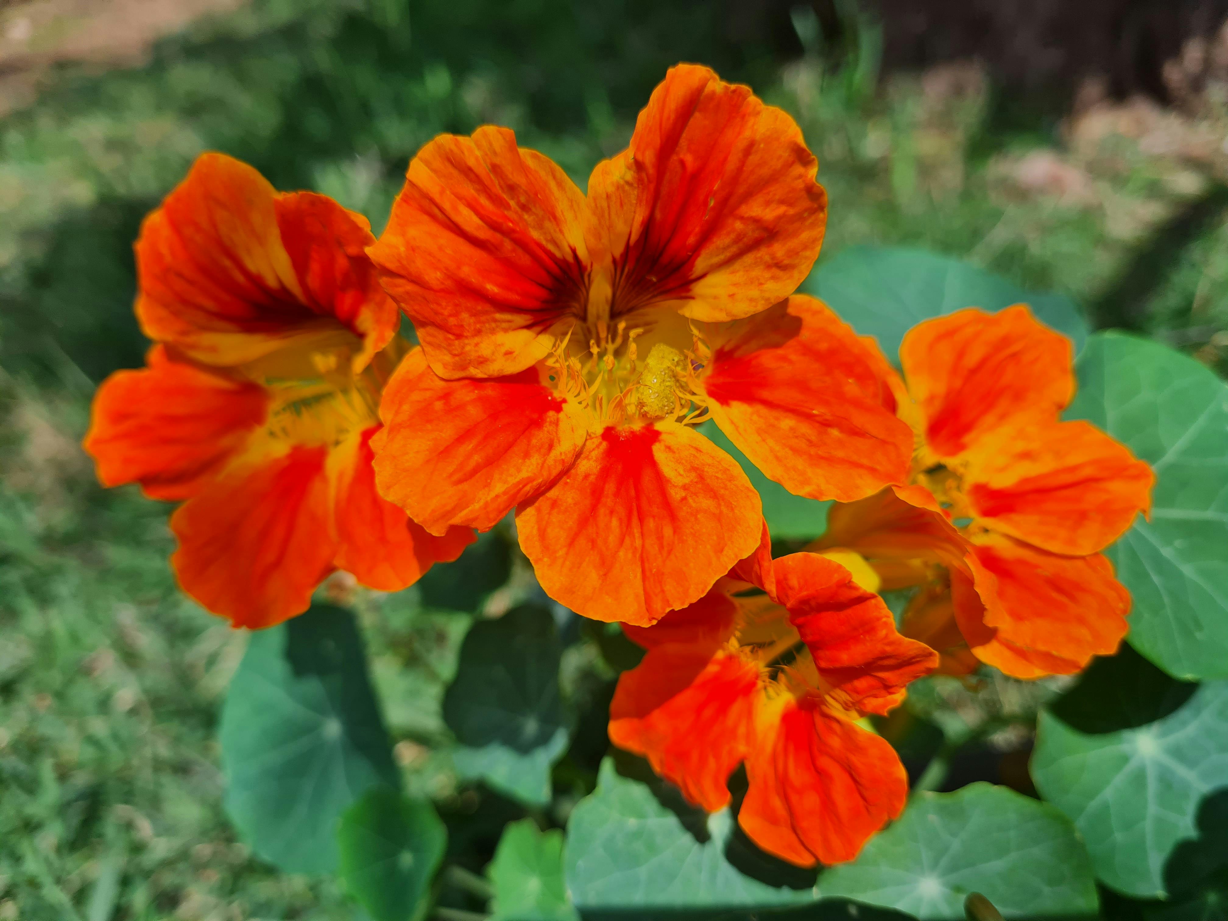 [ColoSach]-close-up-of-vibrant-orange-nasturtium-flowers-in-a-garden-setting.