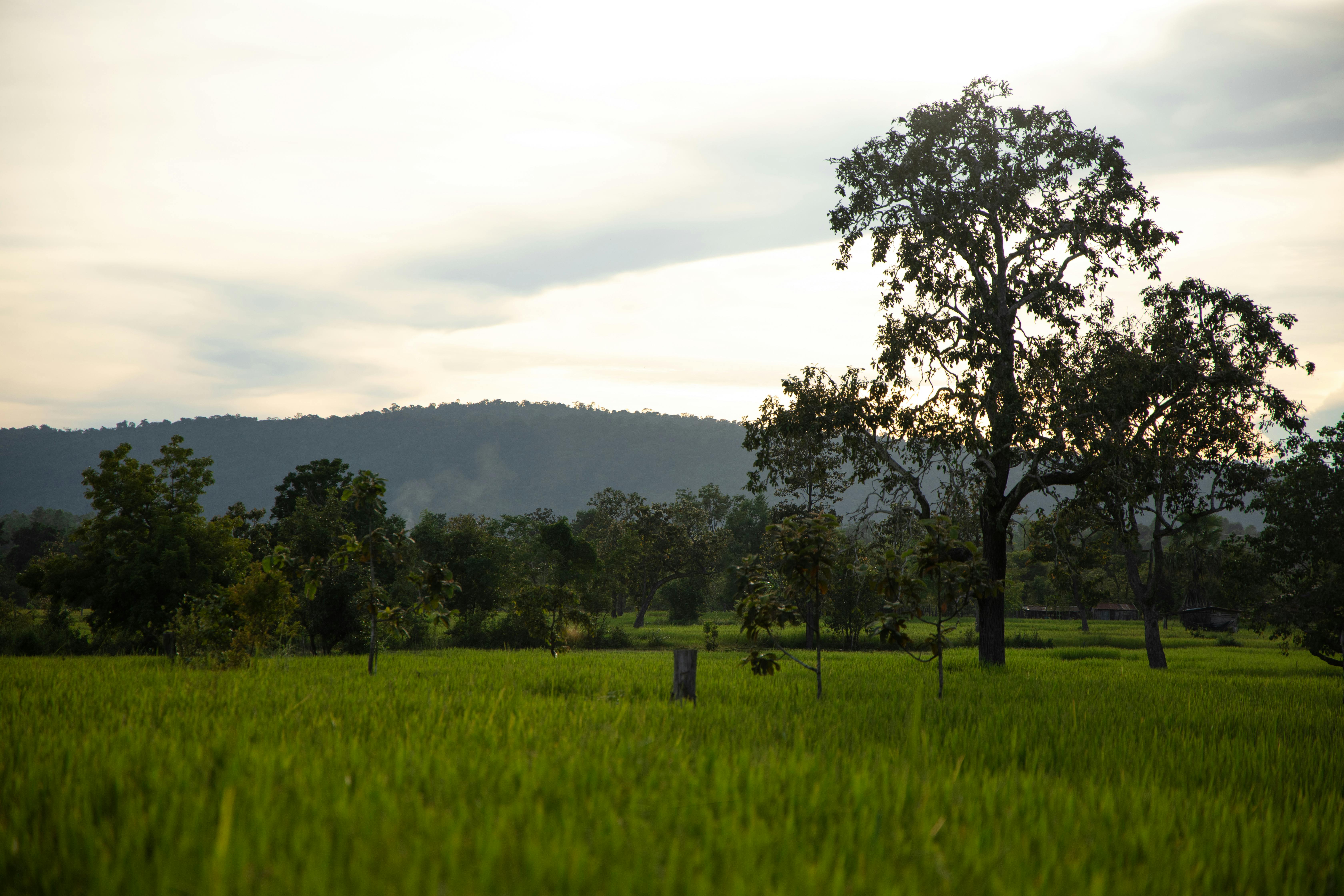 Giant stone jars on the Plain of Jars