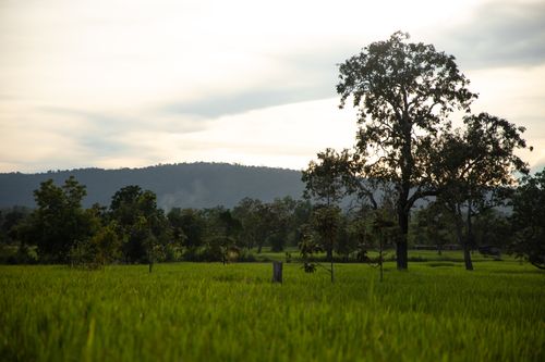 Free Peaceful rural landscape in Ban Daye Lom with lush greenery and trees. Stock Photo