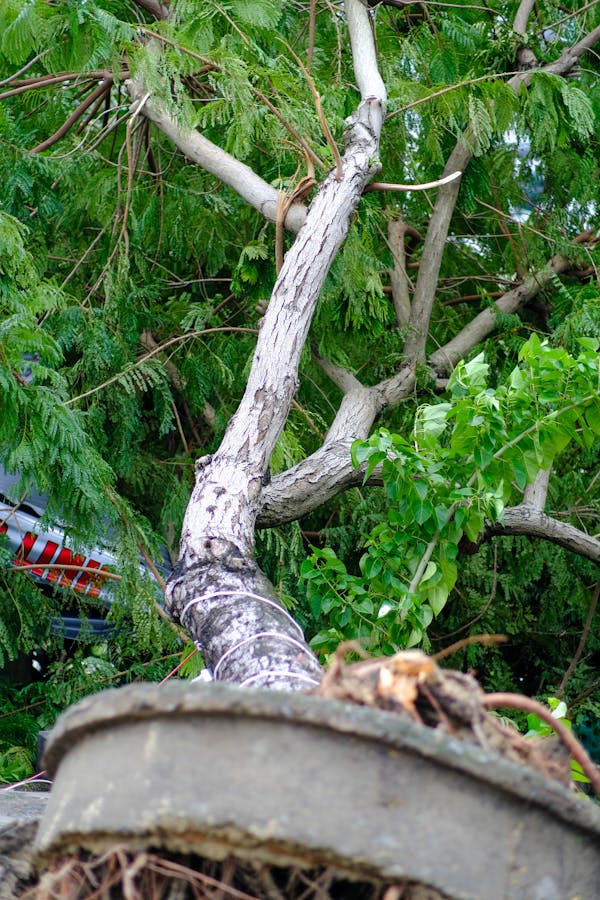 Trung tâm nghiên cứu văn học, phát triển nhà văn Việt Nam