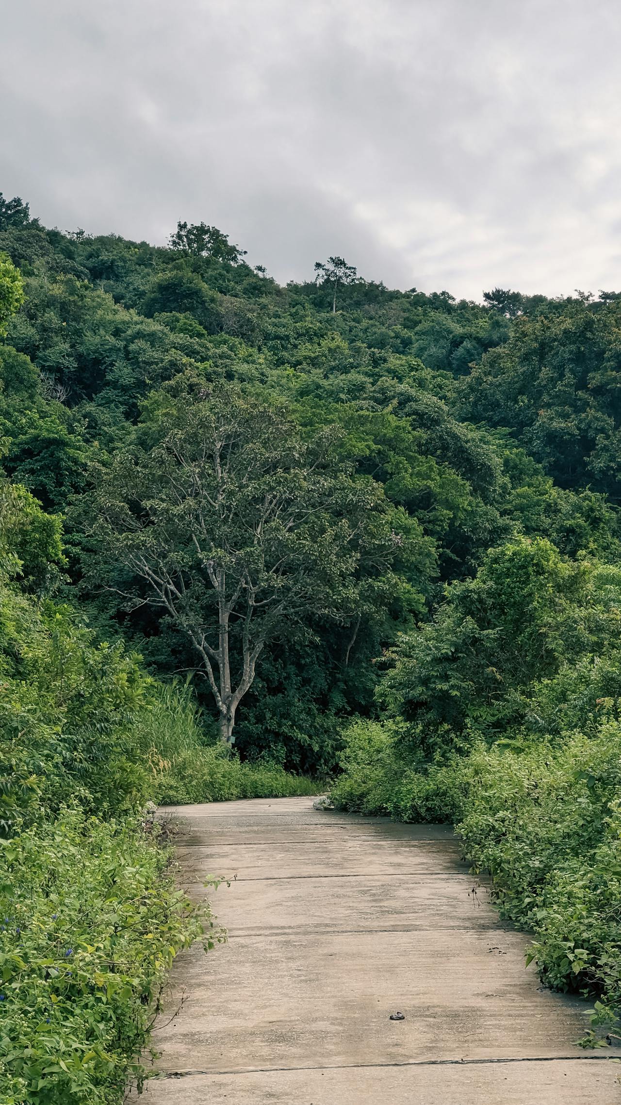 Các câu hỏi phổ biến khi ép tiêu bản thực vật