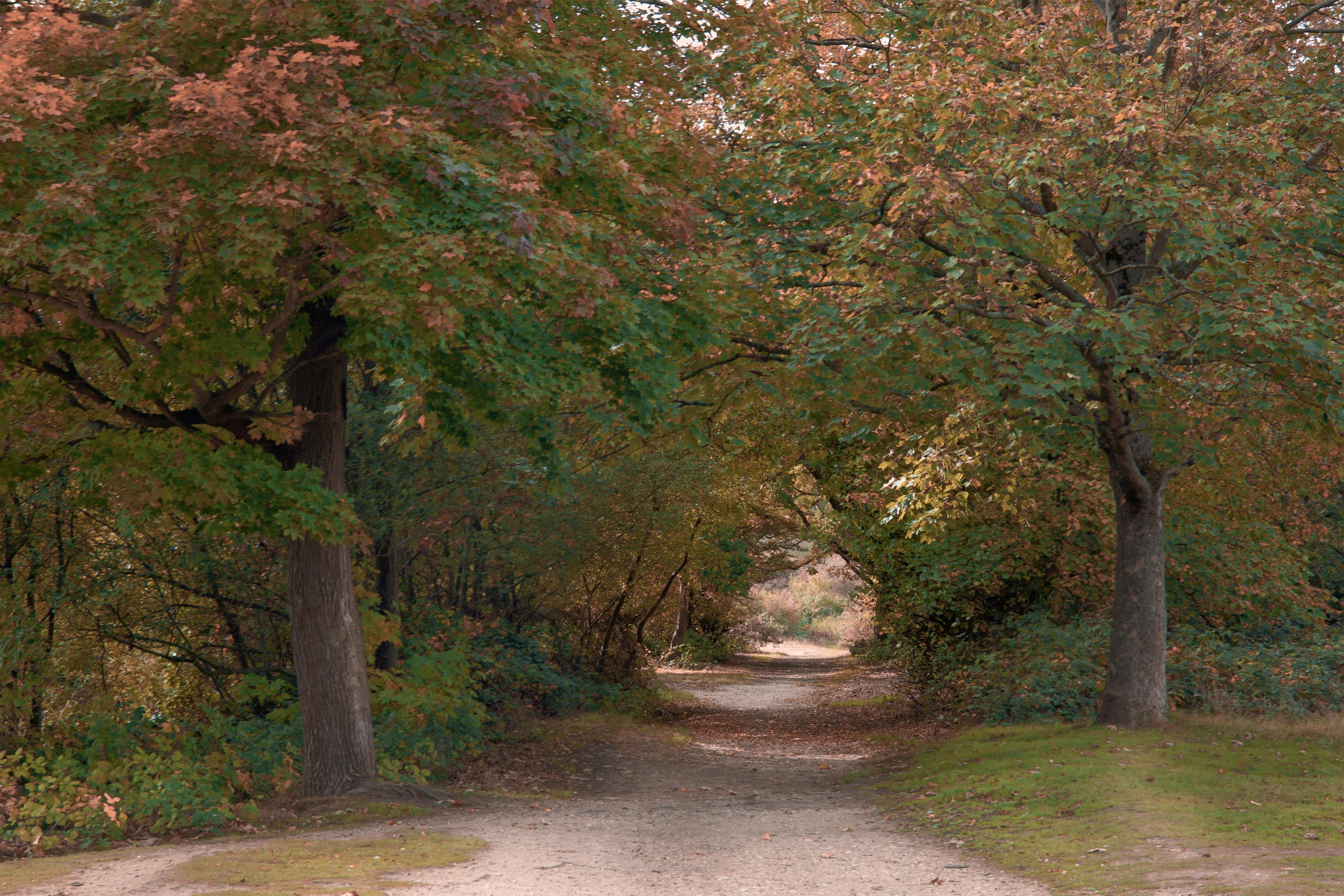 DuPage Forest Preserve executive director leaving for city manager job in Florida — Photo by Stephen Noulton on Pexels