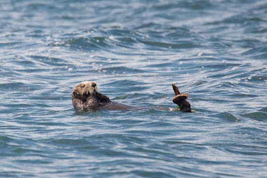 A sea otter floating comfortably on its back in calm ocean waters.