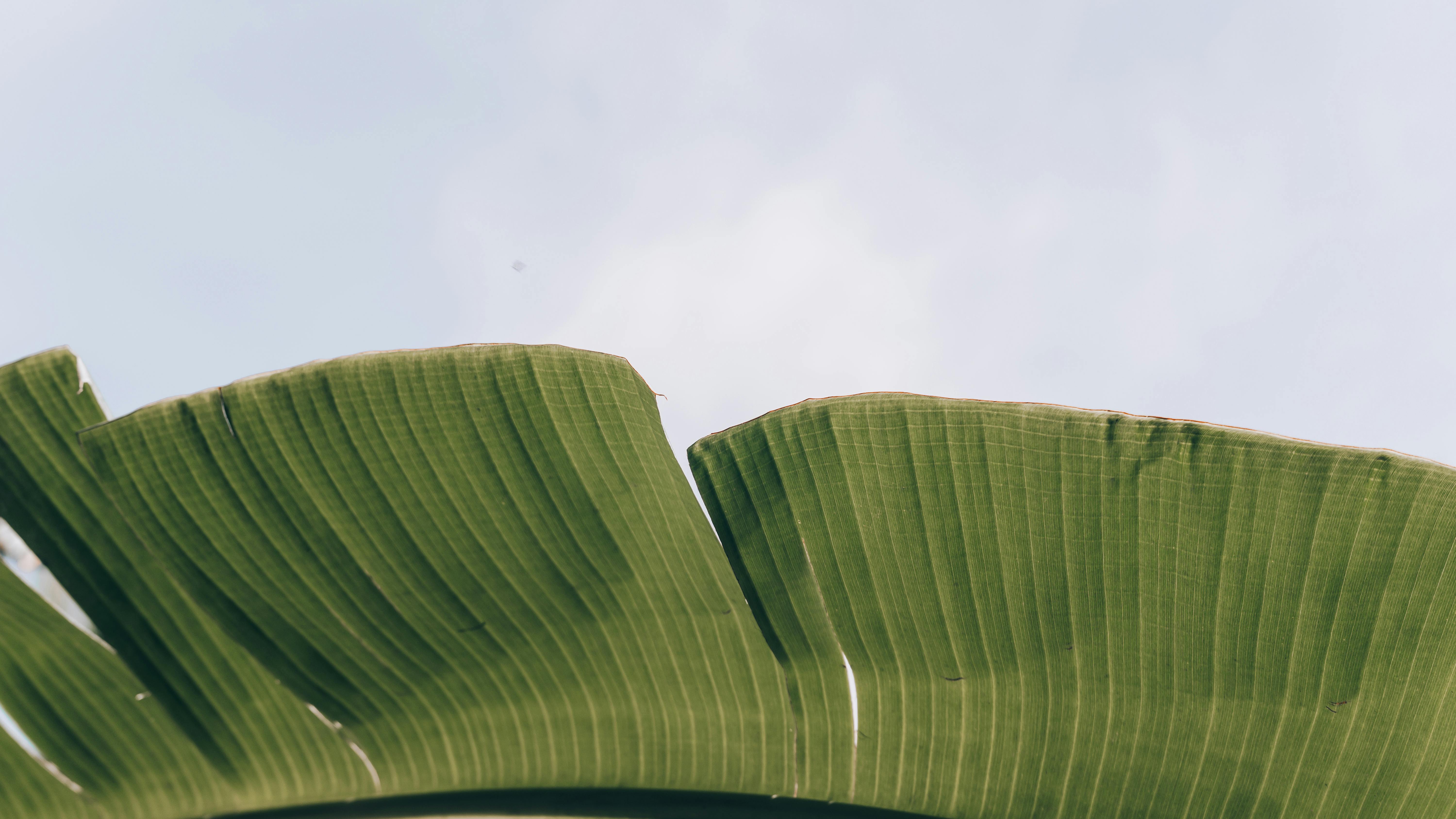 原句：
你是一名专业的文本编辑，擅长纠正由其他语言直译成中文时产生的不自然语序