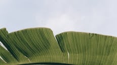 原句：
你是一名专业的文本编辑，擅长纠正由其他语言直译成中文时产生的不自然语序