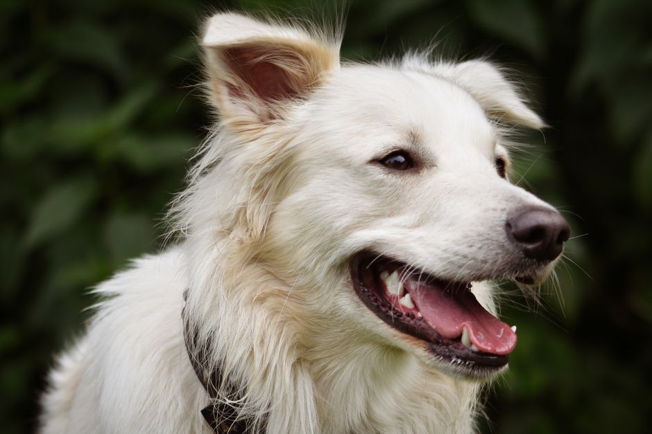 Close-up portrait of a playful white dog outdoors, showcasing its joyful expression.