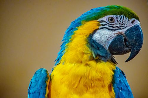 Free Close-up of a colorful blue and yellow macaw with vivid feathers and striking details. Stock Photo