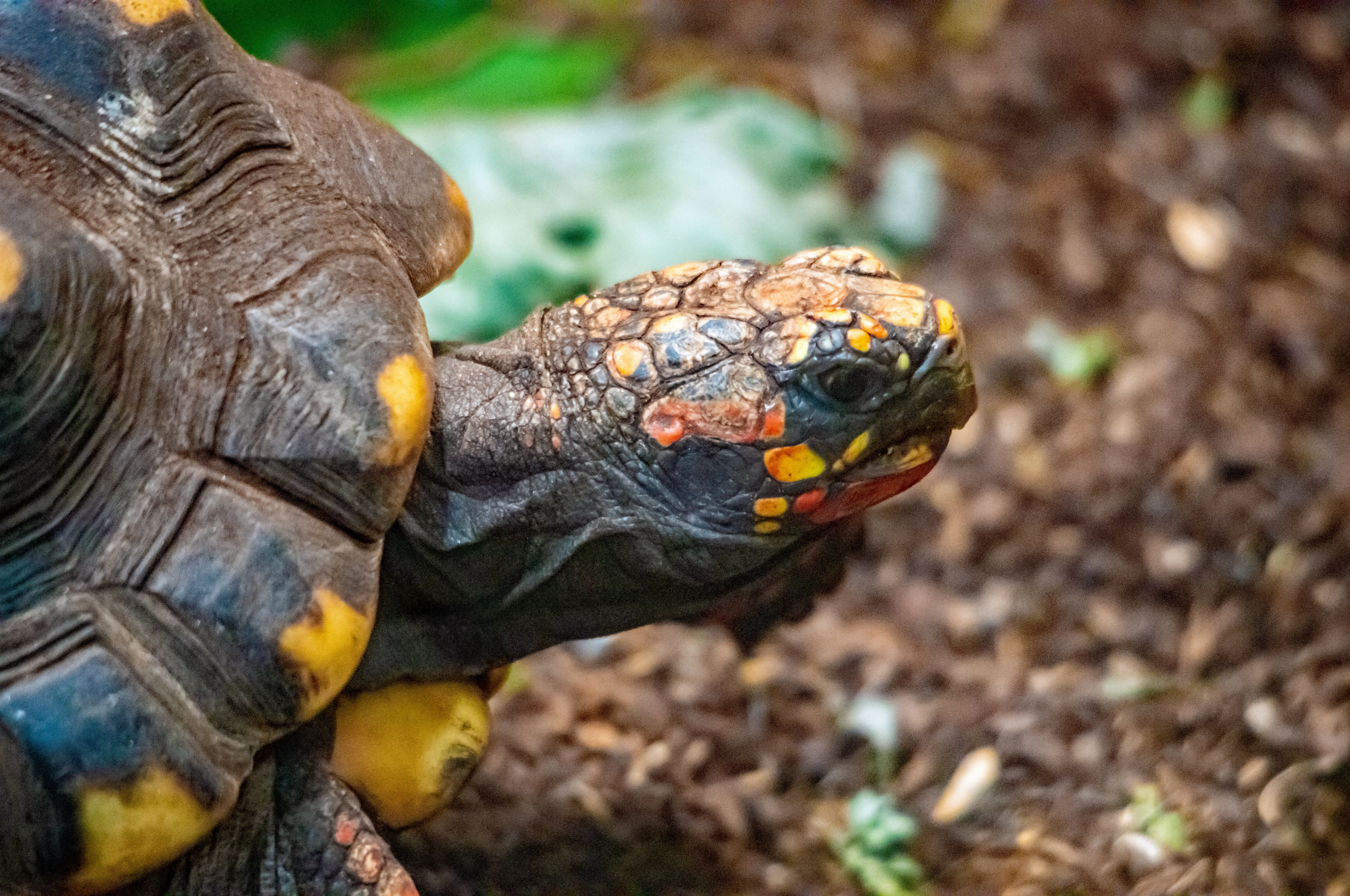 Close-up of a Red-footed Tortoise in Nature · Free Stock Photo