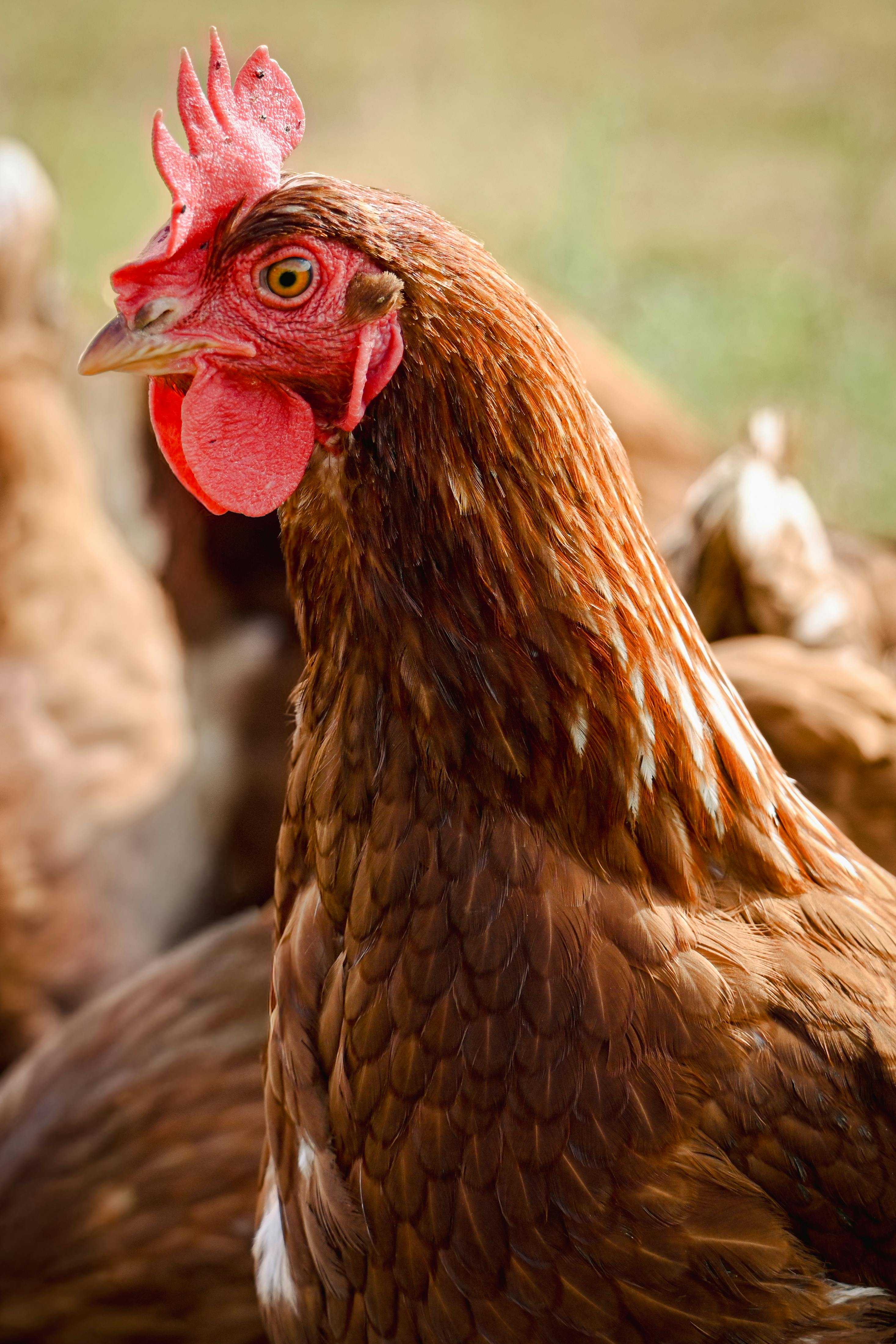 Detailed close-up of a brown hen, showcasing its vibrant colors and natural setting on a farm.