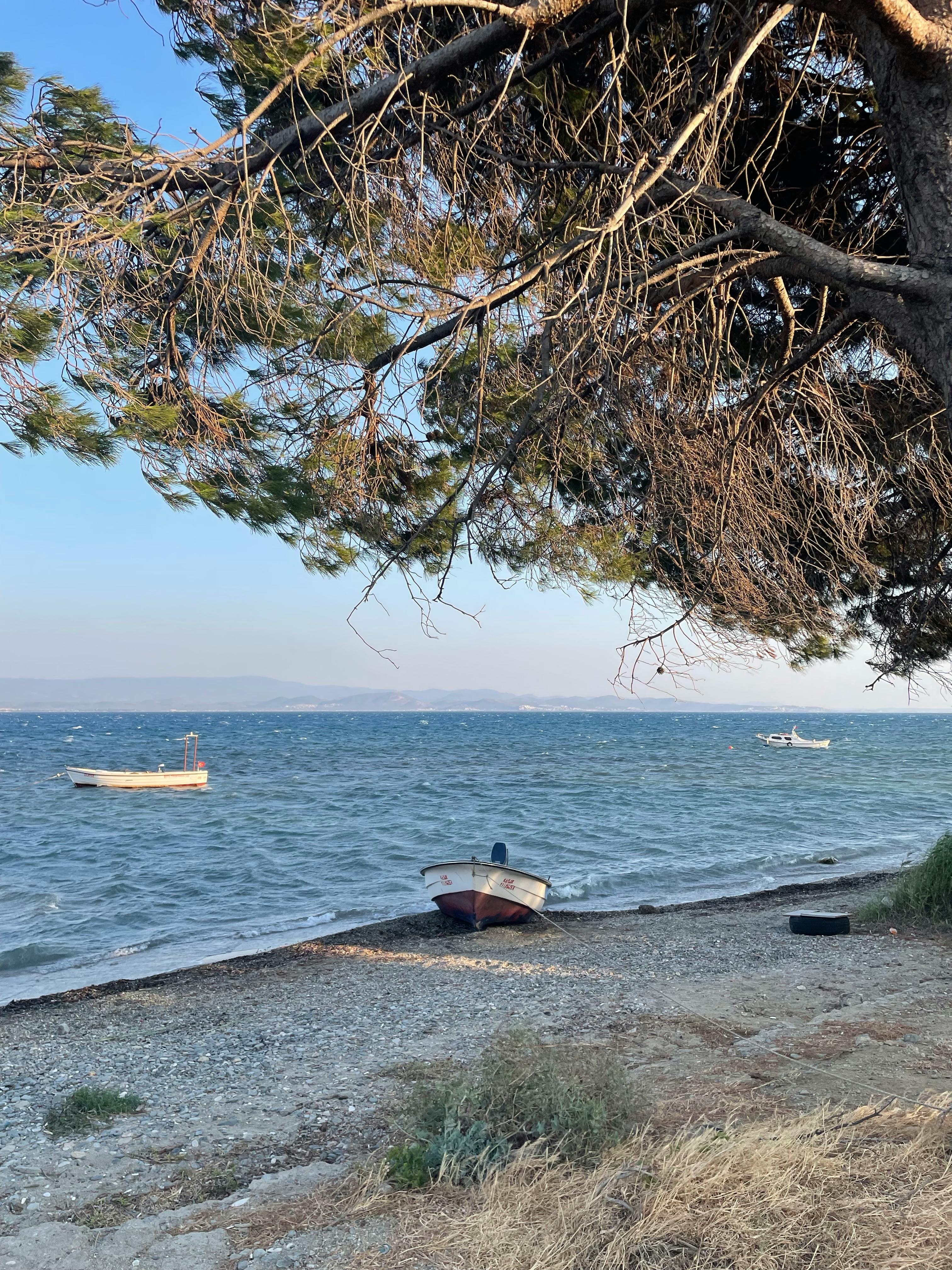 宁静的海滩景色，两艘船、轻柔的海浪和头顶上的松树