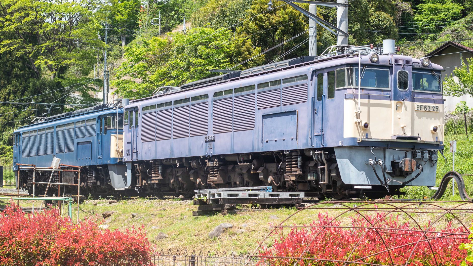 Classic Japanese electric train captured in a vibrant spring setting with lush green background.