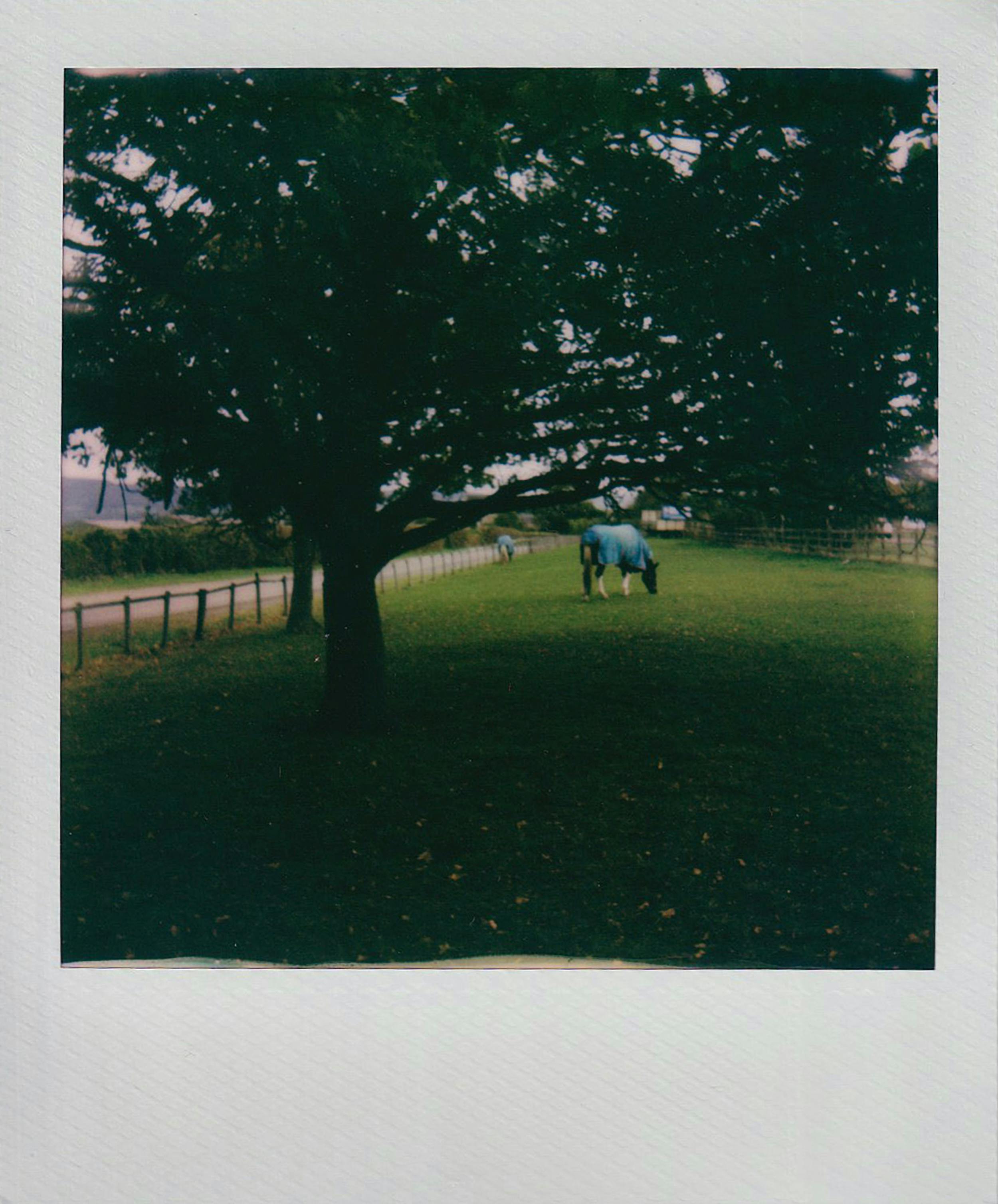 Vintage-style photo of horses grazing in a tranquil pasture beneath a shady tree.