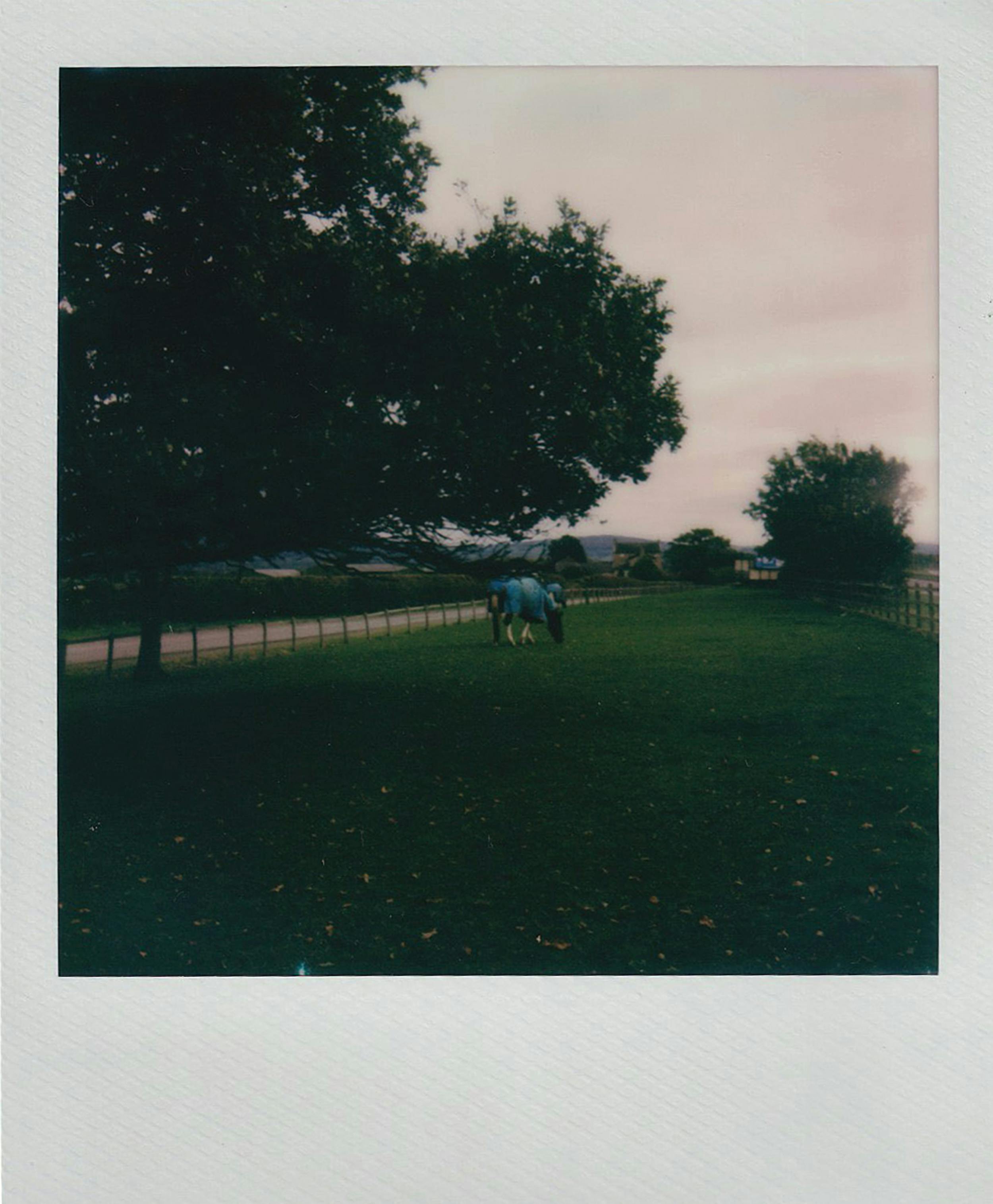 A serene pasture with horses grazing under lush trees at sunset.