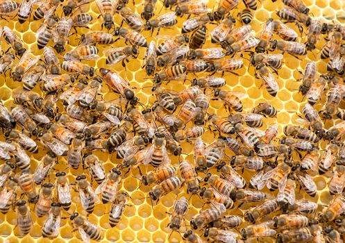 Swarm of Bees