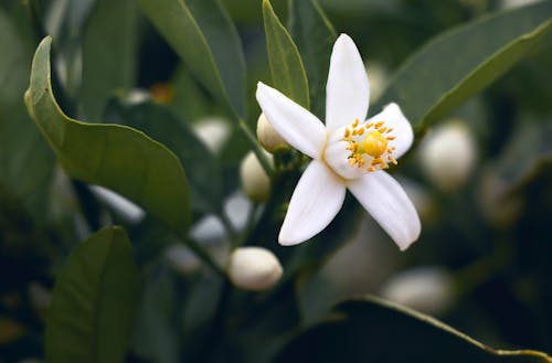Free Close-Up Photo of White Flower Stock Photo