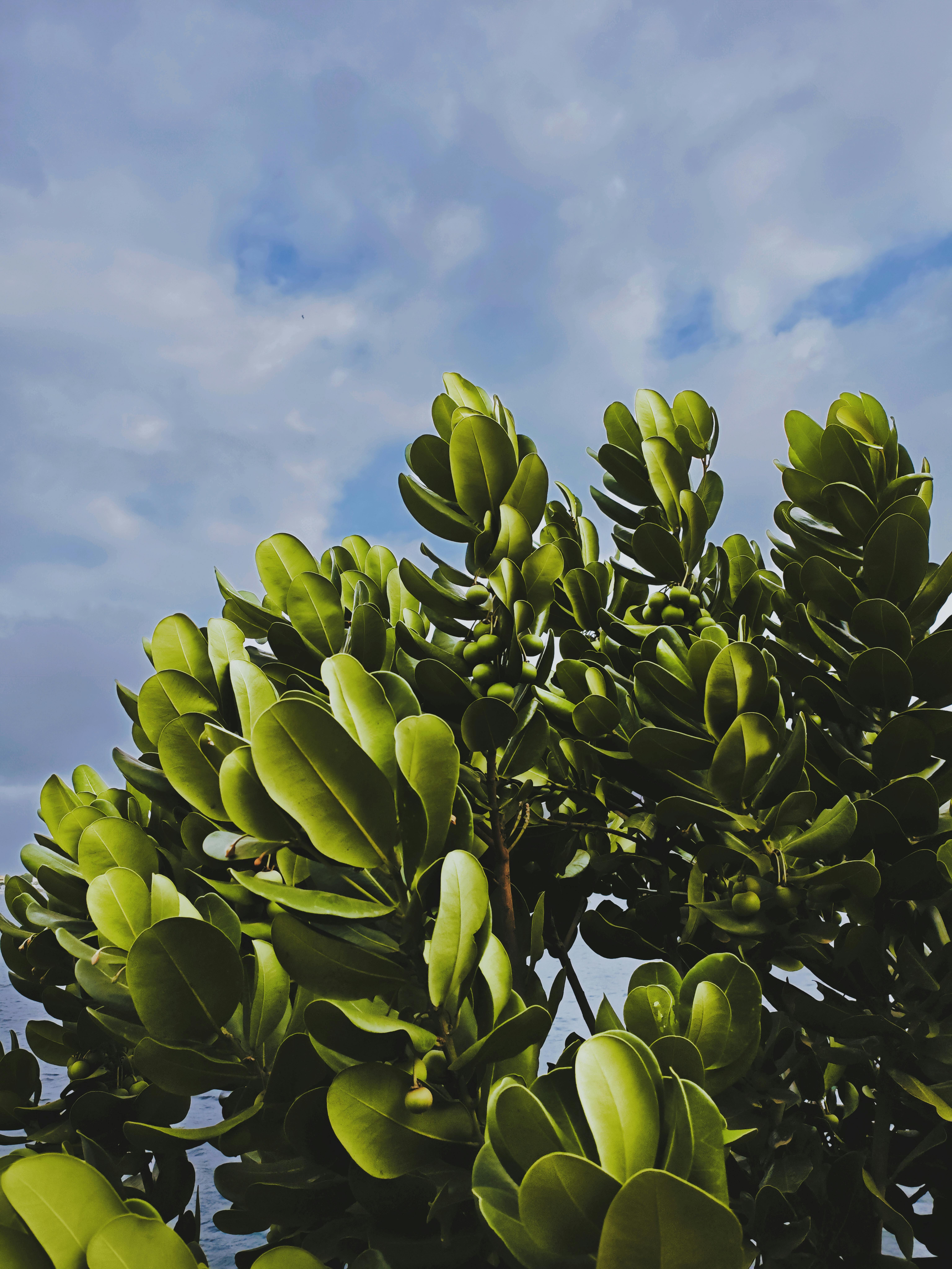 在清澈的蓝天下，生机勃勃的绿叶展现出自然之美