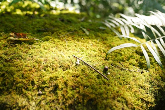 Vibrant moss-covered forest floor in Taiwan, featuring ferns and dappled sunlight.