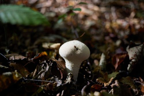 Free Close-up of a white puffball mushroom on forest floor, surrounded by autumn leaves. Stock Photo