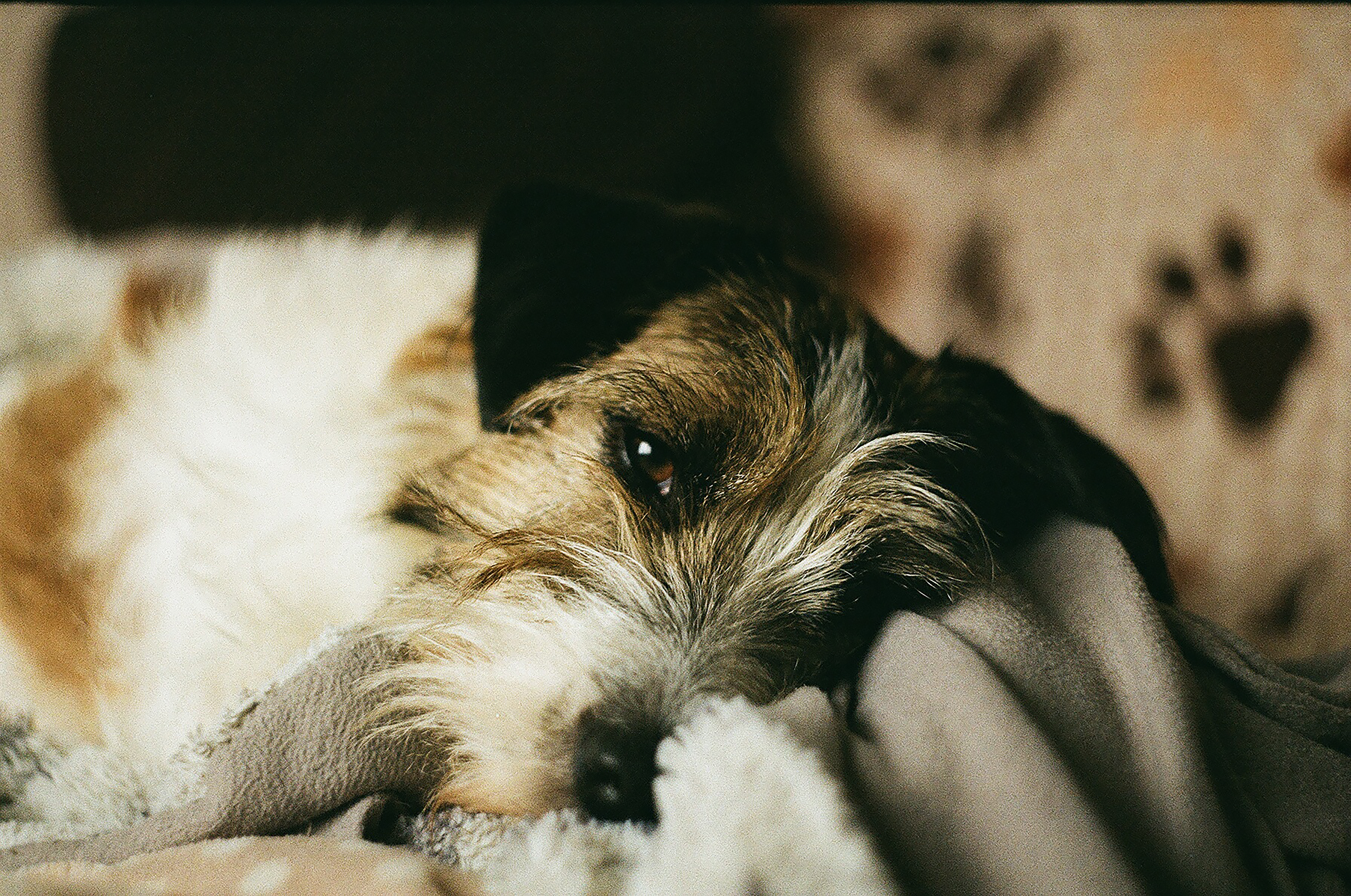 A dog undergoing diagnostic blood testing at a veterinary clinic