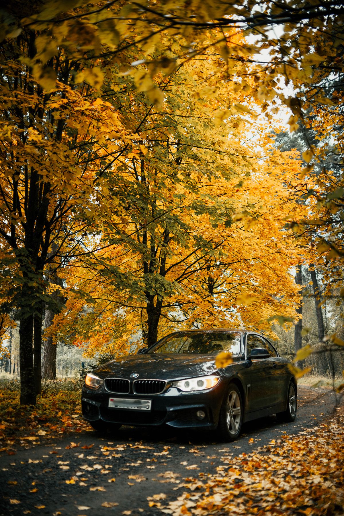 Car on Rainy Road in Lush Forest Setting · Free Stock Photo