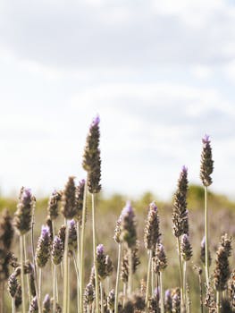 好的，我会按照您的要求进行句子的优化
