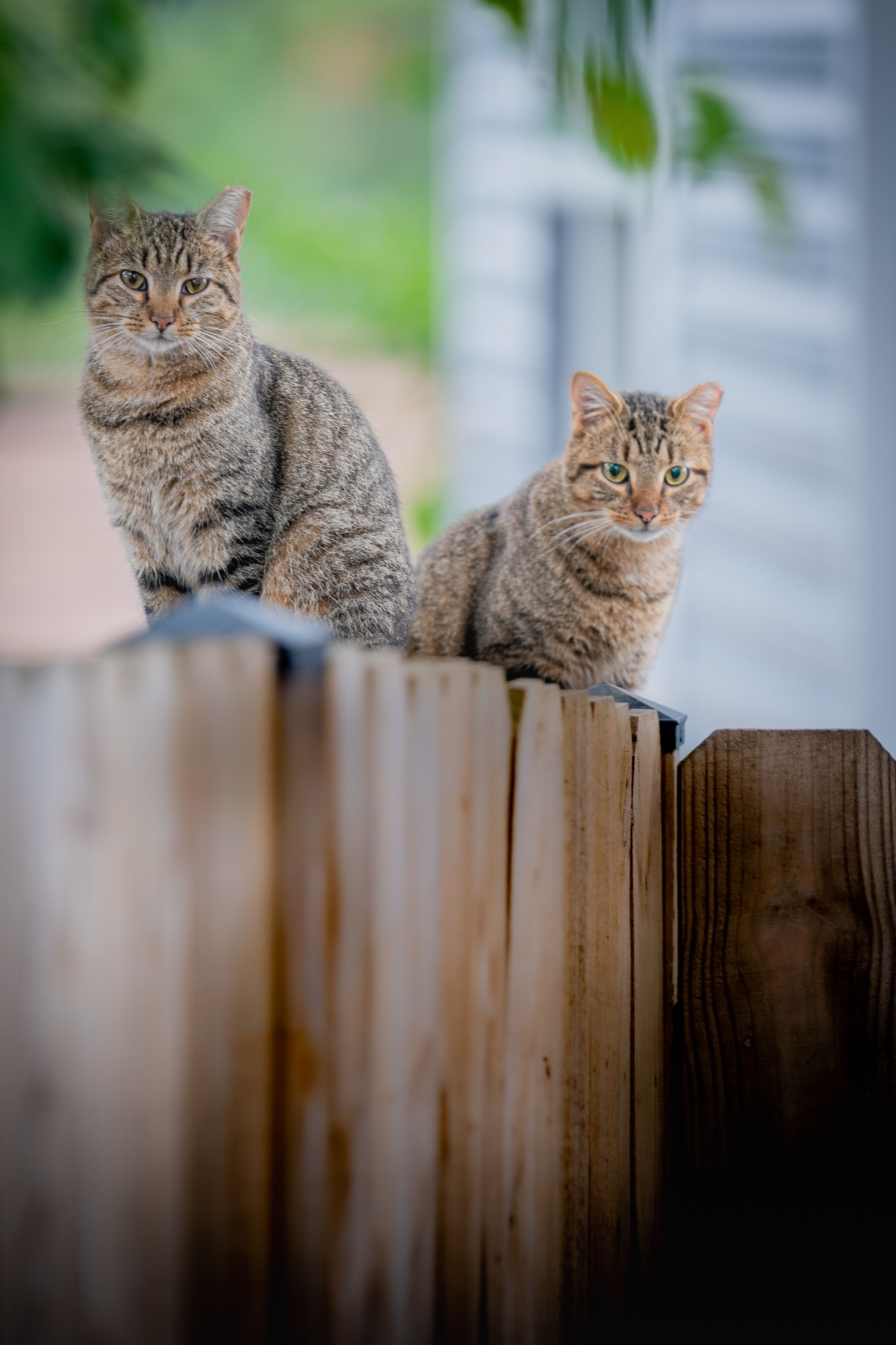 Two Tabby Cats Perched on Wooden Fence · Free Stock Photo