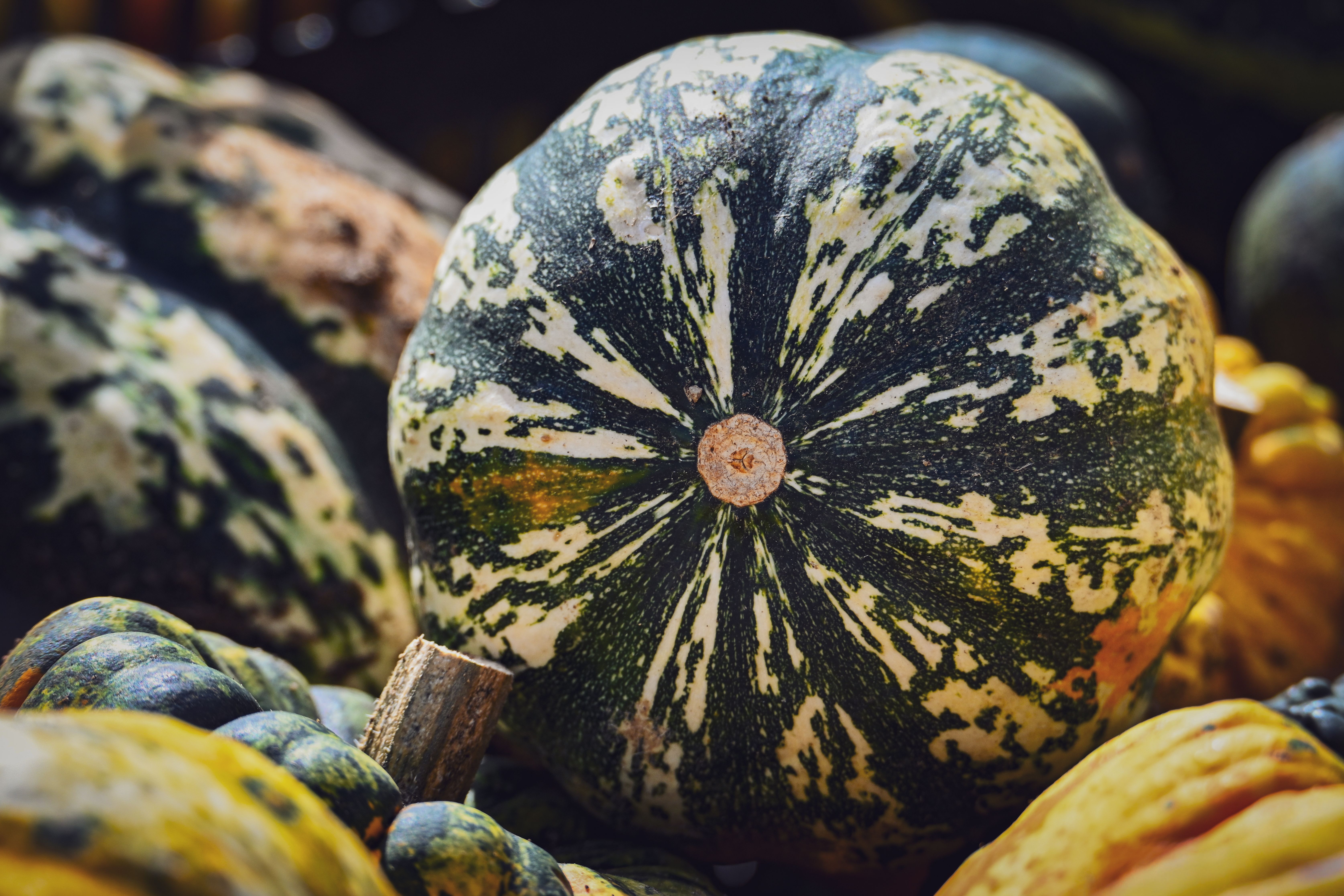 Colorful fall vegetables including squash pumpkins and root vegetables at a market