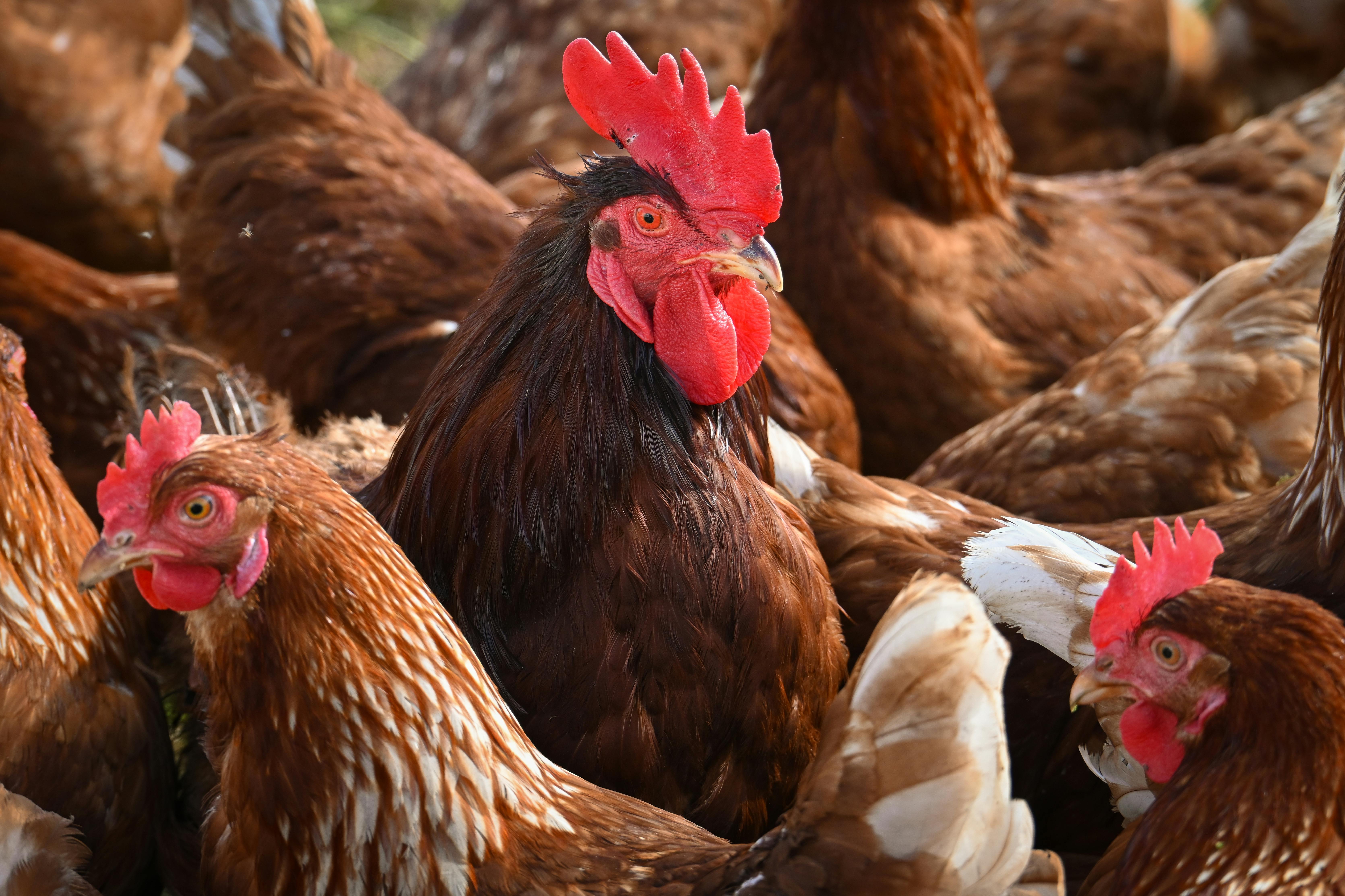 勤億蛋品科技二代亮相婦幼展，創新傳承品牌精神