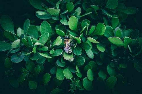 Free Macro shot of a bee resting on vibrant green leaves, showcasing nature's intricate details. Stock Photo