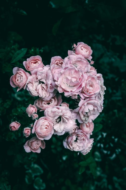 Free Close-up of blooming pink roses with dew drops against a dark green background, showcasing natural beauty. Stock Photo