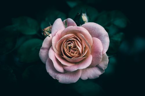 Free A beautifully detailed close-up of a pink rose in bloom against a dark background, highlighting its delicate petals. Stock Photo