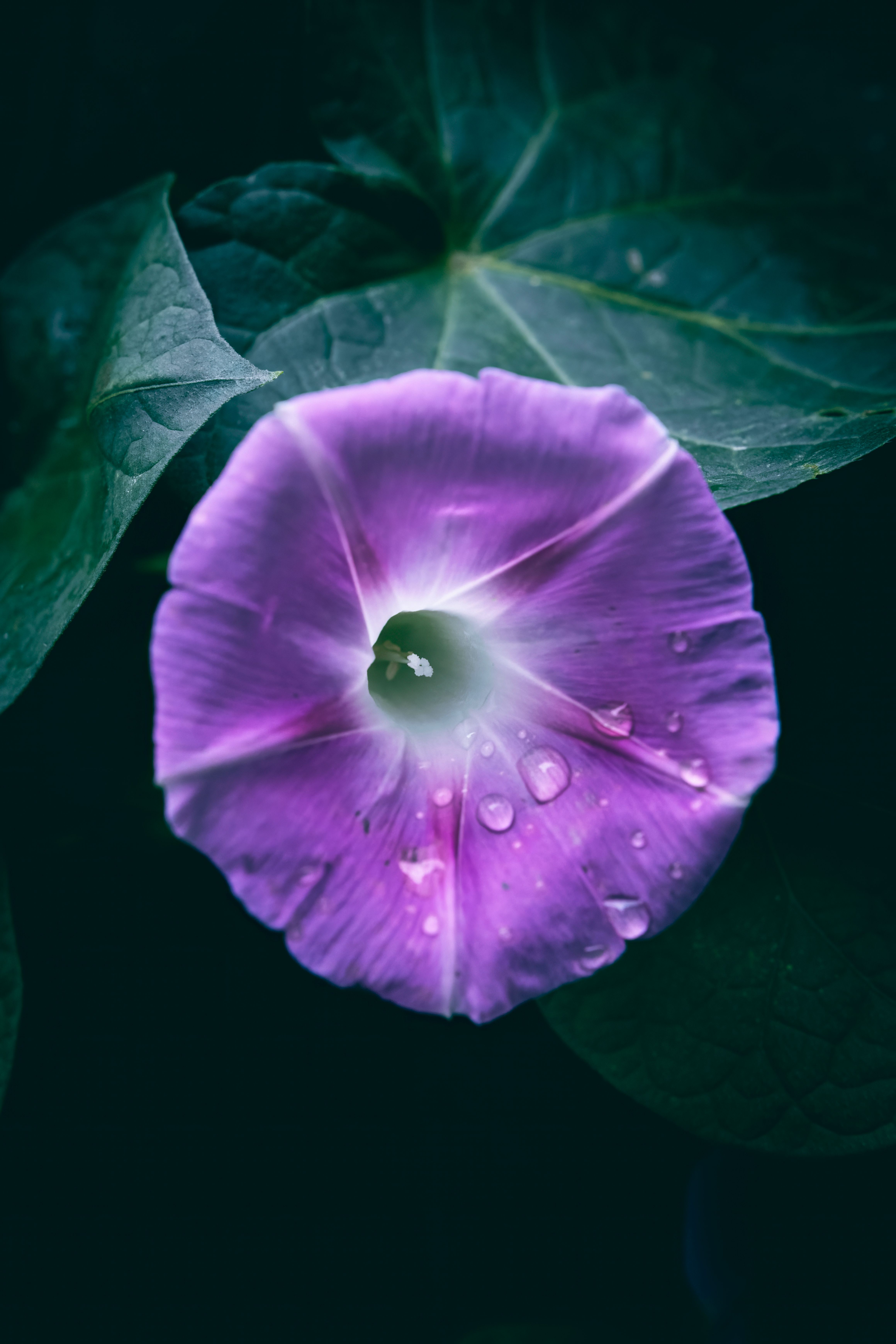 A close-up of a vibrant purple morning glory flower with dewdrops, highlighting its natural beauty.