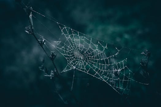 Close-up of a spiderweb glistening with dew, set against a dark and natural outdoor background.