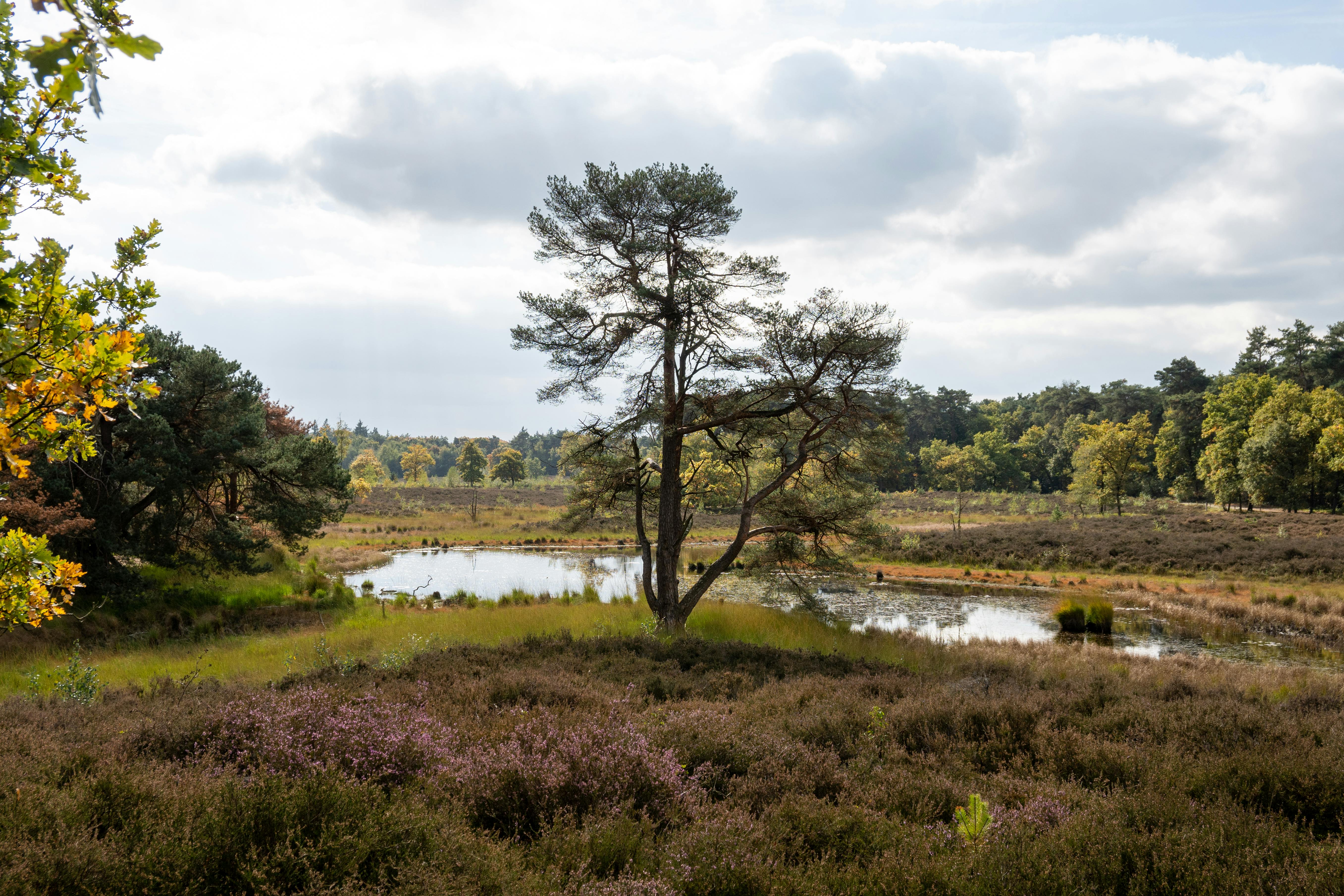 荷兰高沼地景观是荷兰的标志性景观之一，它位于荷兰南部的格罗宁根省
