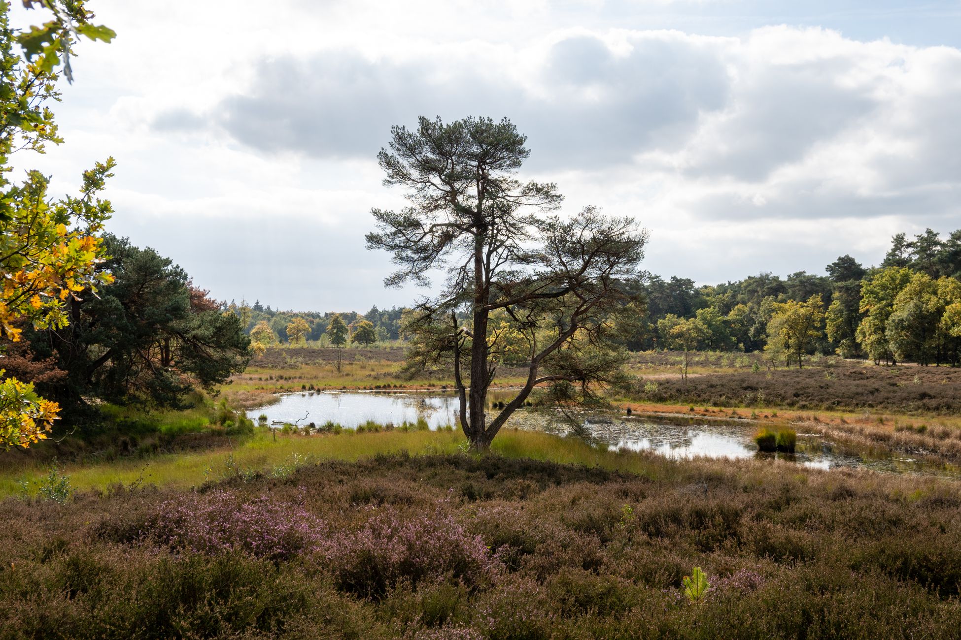 Natuurorganisaties positief over nieuw stikstofpakket