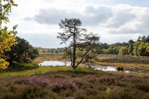 荷兰高沼地景观是荷兰的标志性景观之一，它位于荷兰南部的格罗宁根省