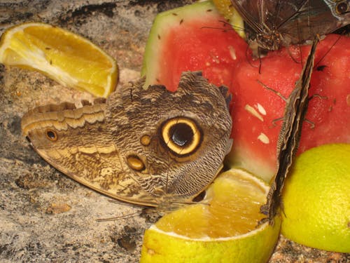 Fotobanka s bezplatnými fotkami na tému maskovanie, motýľ, ovocie