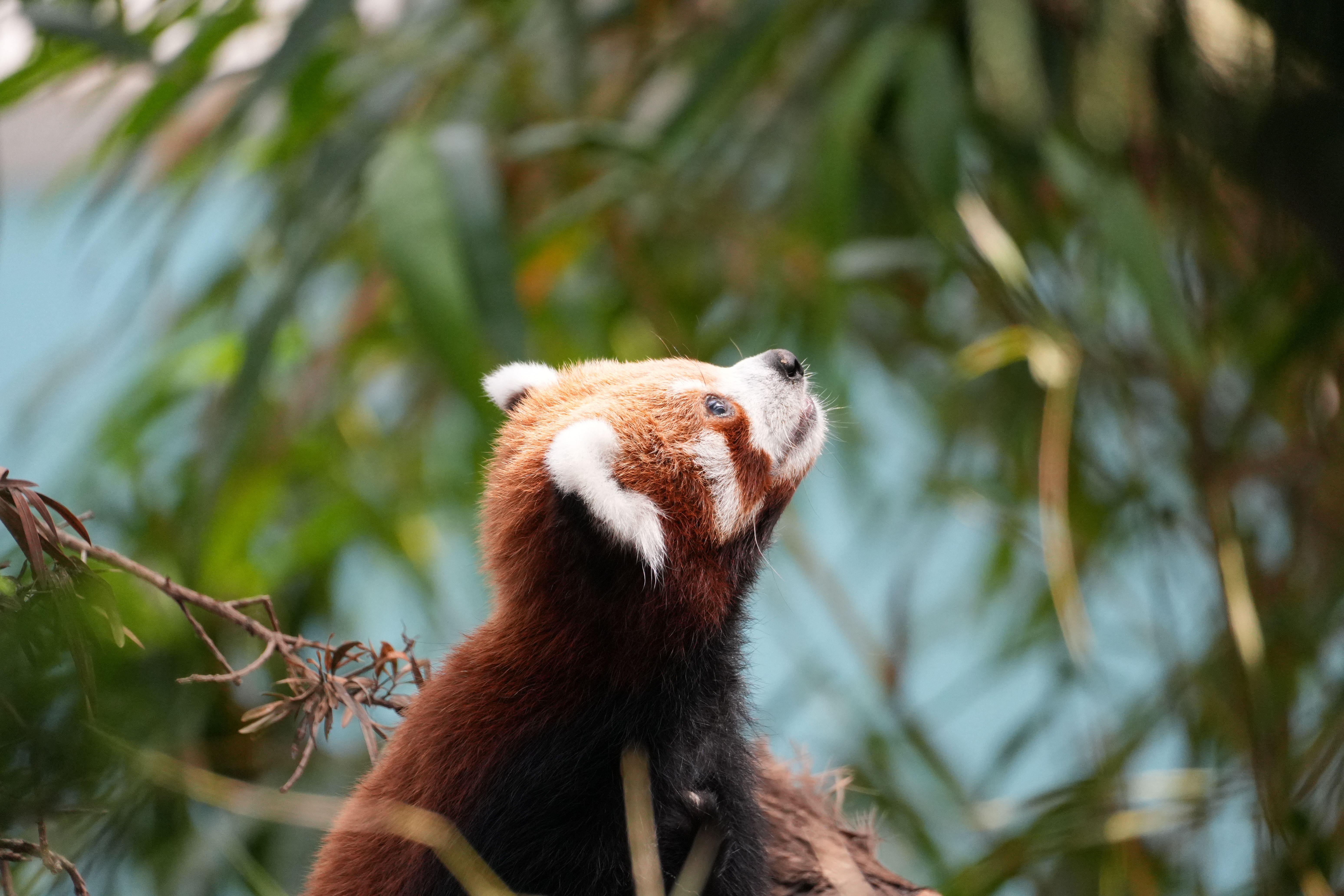 Red Panda Looking Up in Natural Habitat · Free Stock Photo