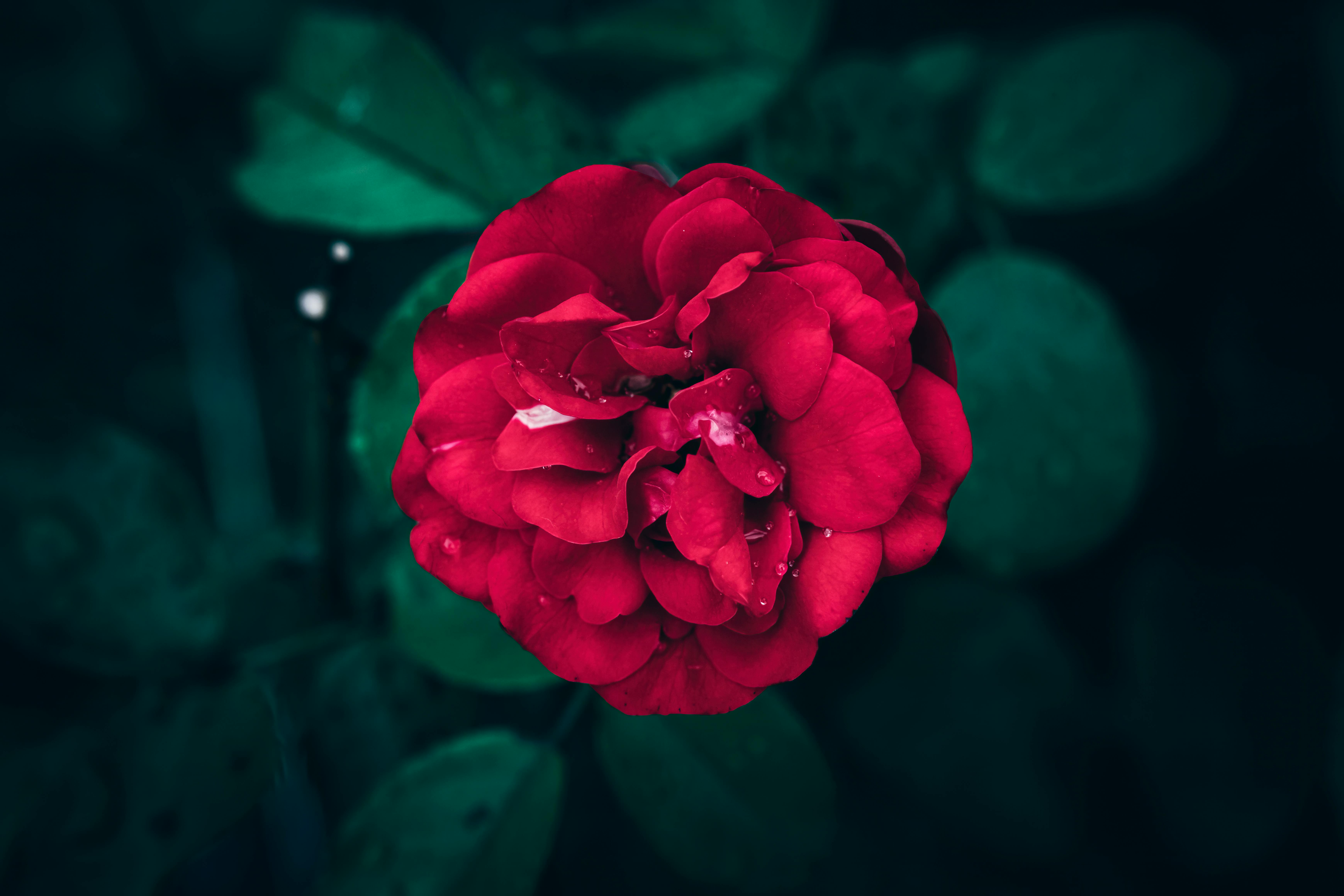 Jarava ichu: Ecología, Manejo y Aplicaciones de la Gramínea Altoandina