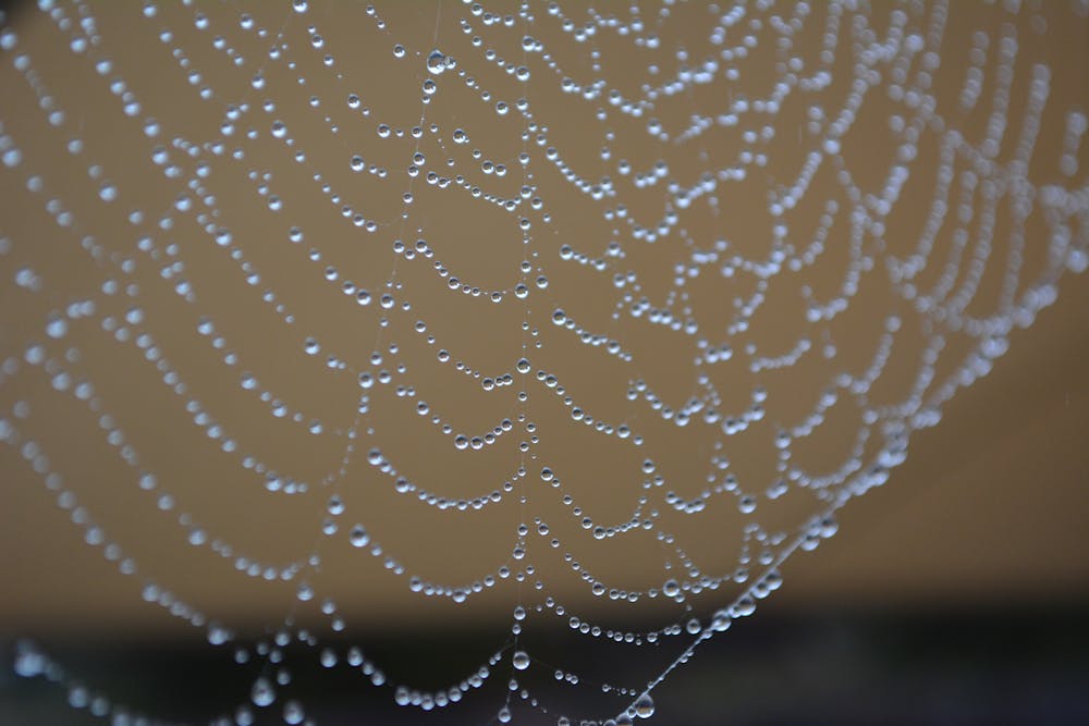 Spider Web Pizza